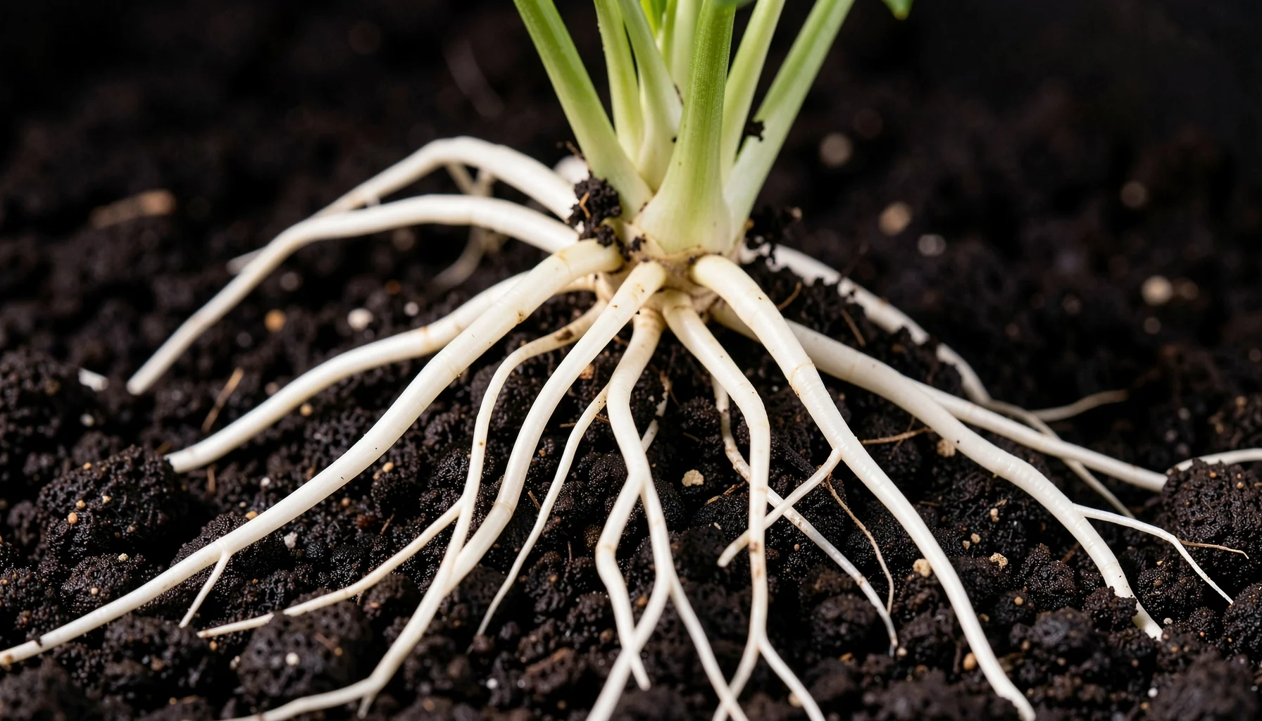 Phân bón humic: công dụng, cách dùng và lưu ý thực tế - Phân bón humic là gì và tác động đến cây ra sao?