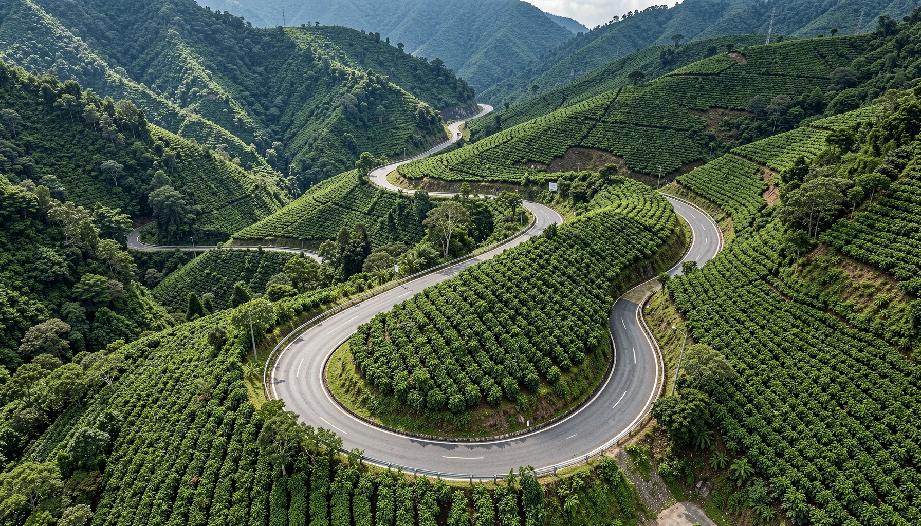 Văn hóa cà phê Di Linh: Tiềm năng du lịch nông trại thời AI - Cao tốc và bước chuyển của vùng cà phê Di Linh